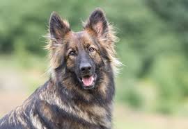 Because the sable german shepherd is not a mixed breed and simply a variation of the standard gsd, these dogs carry the same characteristics the litter size for these pups will normally be 5 and 9 puppies. German Shepherd Colors A Complete List Of All 13 Recognized Coat Colors All Things Dogs