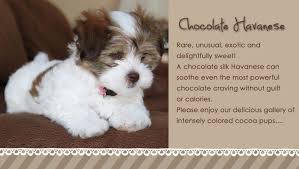 Black And White Havanese Puppy Beautiful Akc Havanese Puppies All Colors Specializing In Chocolates Chocolate Parti Black And Whites Havanese Puppies For Sale Havanese Puppies Havanese