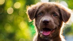 Que Faire Lorsque Votre Chiot Grogne Et Mordille