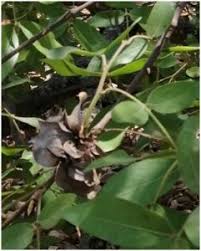 Image result for Synsepalum chimanimani