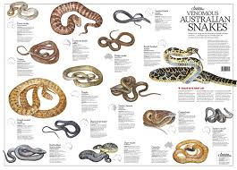 of the worlds deadliest snakes numbers 1 to 11 come from