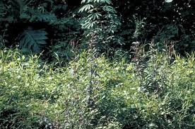 Image result for Celosia stuhlmanniana