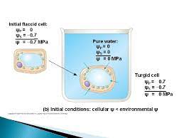 Check spelling or type a new query. Water Relations Water Potential Osmotic Potential Pressure Potential