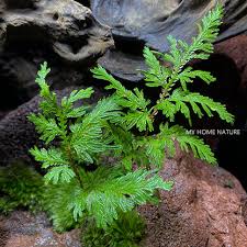 Image result for Selaginella molliceps
