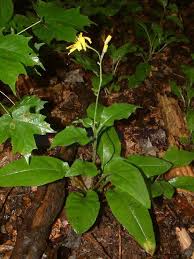 Image result for Haumaniastrum suberosum