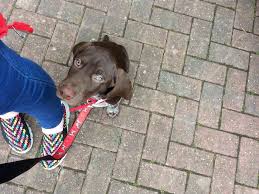 Pads Dog Training added a new photo.