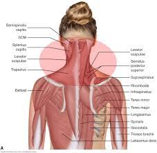 A collection of anatomy notes covering the key anatomy concepts that medical students need to learn. What Are The Causes Of Muscle Spasming In The Neck