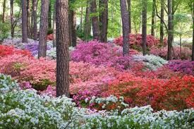 Få 15.641 endnu en cypress gardens nature landscape charleston, stockvideo på 23.98 fps. Using Native Plants In Lowcountry Landscaping Charleston Home Design Magazine Home Professionals Charleston Sc