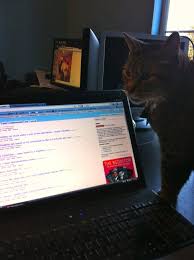 Pictures/videos must feature a cat that was alive and well at the time taken. My Cat Always Gives Me Dirty Looks Whenever I Browse R Aww Aww