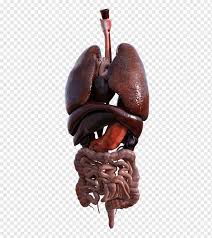 Anatomie mensch, innere organe frau und mann, körperansicht von vorne source by edmundmettinger. Menschliche Anatomie Organ Homo Sapiens Menschlicher Kopf Innere Organe 3d Computergrafik 3d Modellierung Anatomie Png Pngwing