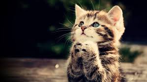 Check spelling or type a new query. Cute Cat Wallpapers Hd Desktop And Mobile Backgrounds
