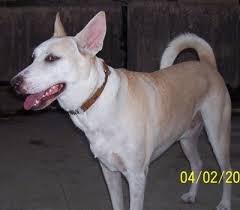 These groups provide important insights into characteristics and intrinsic traits. Pariah Dog Breed Information And Pictures