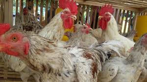 Maybe you would like to learn more about one of these? Ada Pelonggaran Di Ciamis Rumah Makan Dan Restoran Buka Harga Ayam Br Mulai Merangkak Naik Tribun Jabar