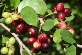 Image result for Antidesma