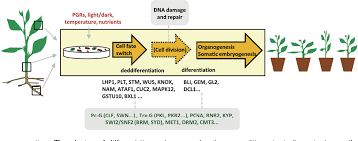 Maybe you would like to learn more about one of these? Figure 2 From An Epigenetic View Of Plant Cells Cultured In Vitro Somaclonal Variation And Beyond Semantic Scholar
