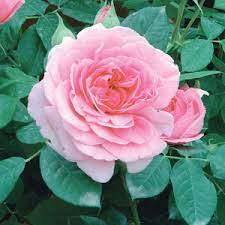Fiori simili alle rose ma senza spine ~ frasi e immagini sulle rose 212 tra aforismi pensieri e citazioni sul fiore piu amato al mondo frasidadedicare. Giardini