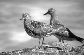 We can handle any bird issue in san diego county, california. The San Diego Bird Atlas Project San Diego Reader