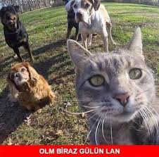 Cok Sevimliiiii Internetin Kalbi Komik Seyler Komik Hayvan Hayvan Mizahi