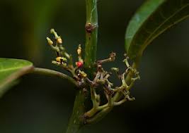 Image result for Scepocarpus trinervis