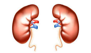 Sistem perkumuhan ikan mempunyai struktur yang agak kompleks dan berfungsi dengan sempurna. Sistem Ekskresi Seleksi Organ Gariskan Organ Perkumuhan