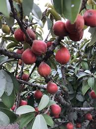 Image result for Englerophytum natalense