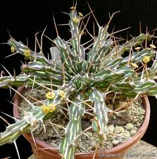 Image result for Euphorbia kilwana