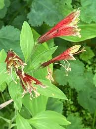 Image result for Alstroemeria pulchella