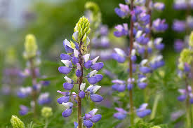 Image result for Lupinus