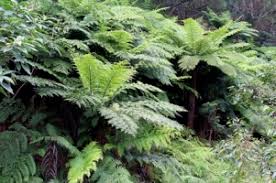 Image result for Cyathea mildbraedii