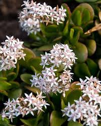 We did not find results for: Top 60 Beautiful Winter Flowers With Names And Pictures Florgeous