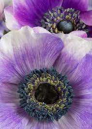 In The Studio Purple Poppy Anemone Flowers Flowers Photography Beautiful Beautiful Flowers Pictures Purple Poppies