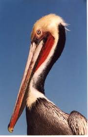 You are swimming around to collect as many lost ducklings as you can find to bring them safely to your nest. Louisiana State Bird Brown Pelican