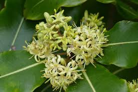 Image result for Pittosporum eugenioides