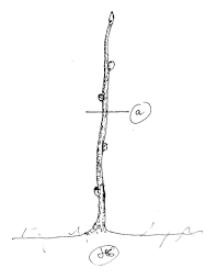 epingle sur la taille de la vignes