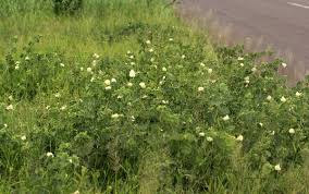 Image result for Pavonia senegalensis