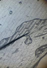 Rangkuman materi ipa kelas 9 k13 revisi, lengkap! Ujian Praktek Ipa Biologi Sekolah Quran Asy Syahid Facebook