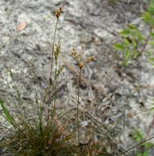 Image result for Bulbostylis pusilla