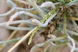 Image result for Microcoelia exilis