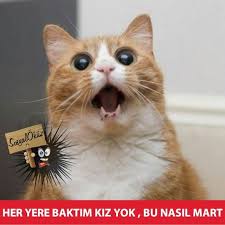 Ebruunlu Adli Kullanicinin Komik Seyler Panosundaki Pin Cok Sirin Hayvanlar Komik Kedi Resimleri Komik Hayvan Fotograflari