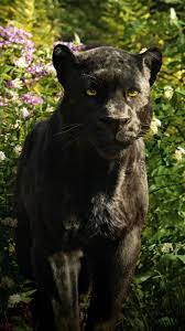 Hearing shere khan's roar from a distance, bagheera signaled with his tail for mowgli to grab onto it so as to lead him out of harm's way; Moviemania Textless High Resolution Movie Wallpapers Jungle Book Movie Jungle Book Bagheera Jungle Book