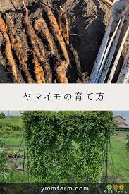 ヤマイモの育て方 パイプ栽培 園芸 家庭菜園 栽培