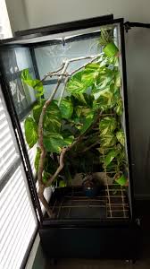 Veiled chameleons are native to coastal mountainous regions of the arabian peninsula. Good Plants For A Veiled Chameleon Chameleon Forums