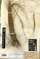 Image result for Elionurus muticus