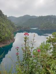 Image result for Rogiera amoena