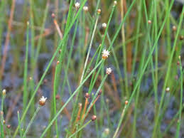 Image result for Eleocharis geniculata