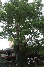 Image result for Ficus saussureana