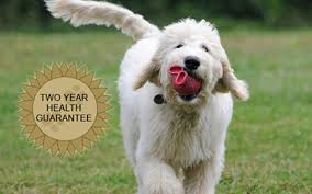 Goldendoodle dandies offer you a wonderful pet and companion and one that is allergy friendly, low shed, and low dander too! Bernedoodle Goldendoodle And Sheepadoodle Puppies In Virginia And Washington Dc By Deb S Doodles