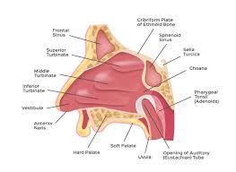 Nasal concha reduction, lower nasal concha reduction surgery (mucotomy) -  Medicare