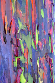 Rainbow Eucalyptus Trees On Maui Hawaii These Haven T Been Painted The Phenomenon Is Caused B Rainbow Eucalyptus Tree Rainbow Eucalyptus Patterns In Nature