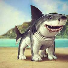 The true nightmare of the sea is the megalodon, a shark that represents the pinnacle of this species' evolution. Bullshark Bull Shark Cute Shark Bull Terrier